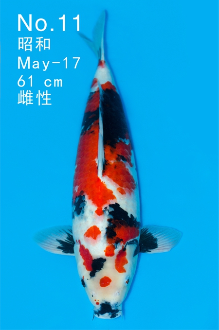 昭和